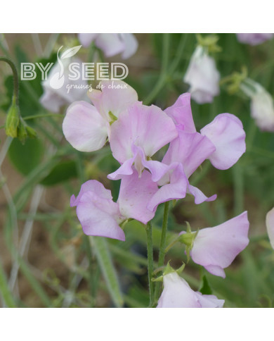 Pois de senteur Winter Sunshine Opal