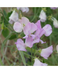 Pois de senteur Winter Sunshine Navy