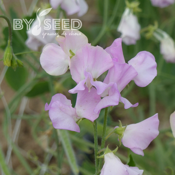 Pois de senteur Winter Sunshine Opal