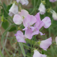 Pois de senteur Winter Sunshine Opal