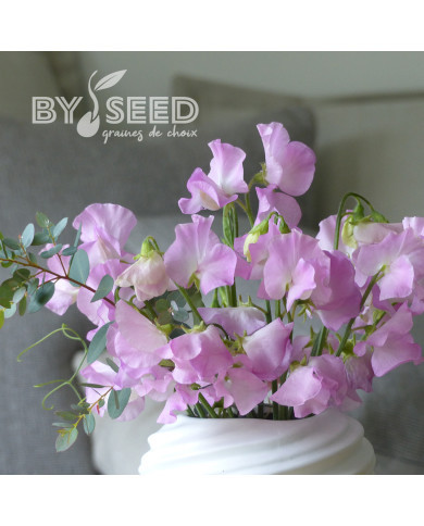 Pois de senteur Winter Sunshine Opal