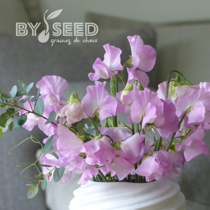 Pois de senteur Winter Sunshine Opal