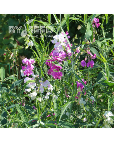 Pois vivace Pearl Mix - Lathyrus latifolius