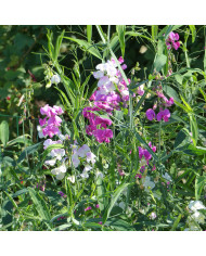 Pois de senteur Winter Sunshine Opal