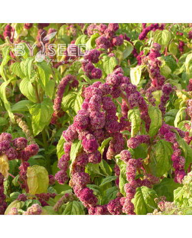 Amarante queue-de-renard Mira