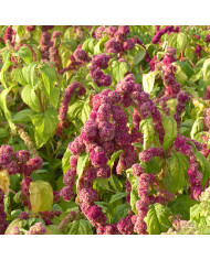 Amarante queue-de-renard Green Cascade (Viridis)