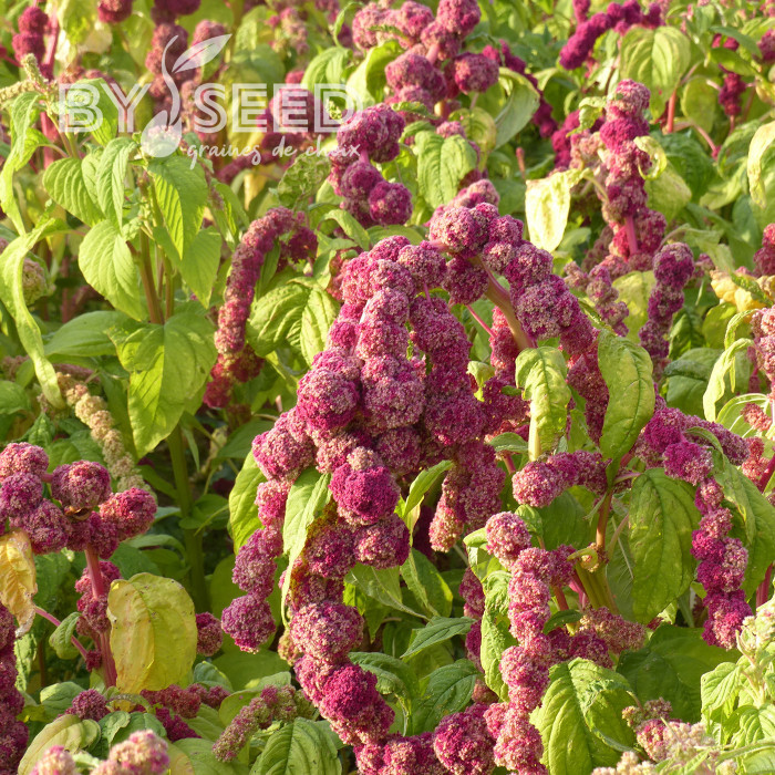 Amarante queue-de-renard Mira