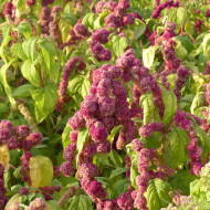 Amarante queue-de-renard Mira