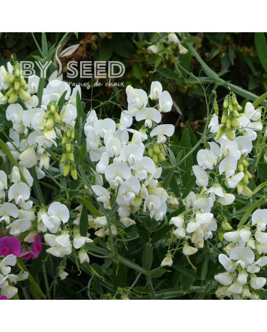 Pois vivace White Pearl - Lathyrus latifolius