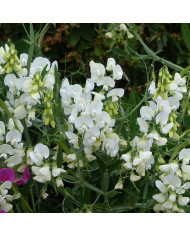 Salicaire commune - Lythrum salicaria (fleur sauvage)