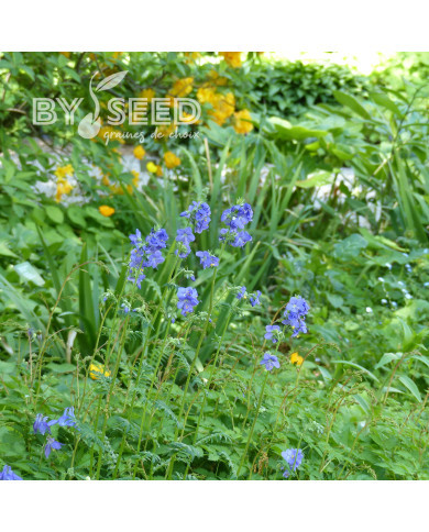 Polemonium caeruleum Blue Pearl