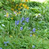 Polemonium caeruleum Blue Pearl