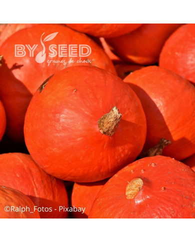 Potimarron Uchiki Kuri (Potimarron)