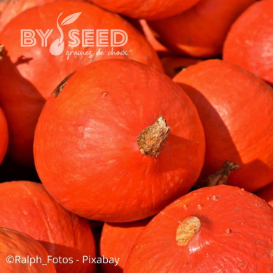 Potimarron Uchiki Kuri (Potimarron)