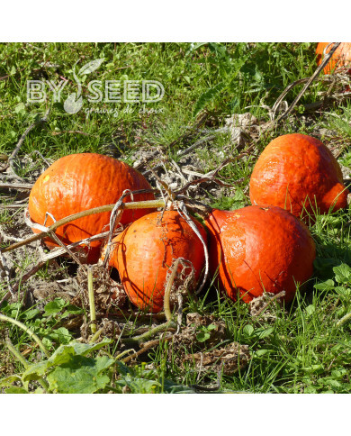 Potimarron Uchiki Kuri (Potimarron)