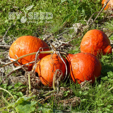 Potimarron Uchiki Kuri (Potimarron)