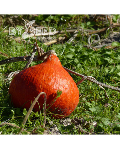 Potimarron Uchiki Kuri (Potimarron)