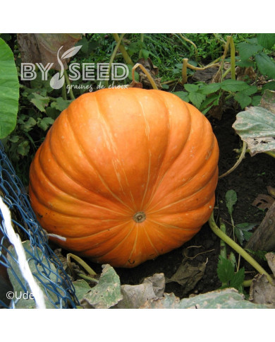 Potiron Atlantic Giant (courge géante)