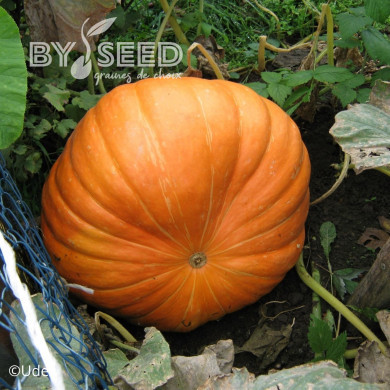 Potiron Atlantic Giant (courge géante)