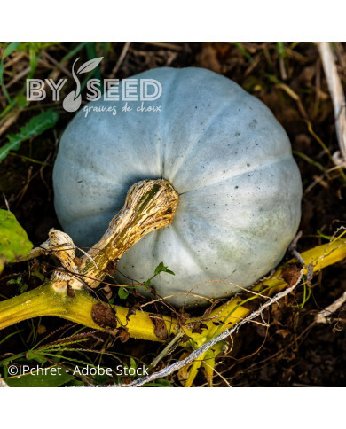 Potiron Bleu de Hongrie (Nagybodosi)