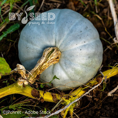 Potiron Bleu de Hongrie (Nagybodosi)