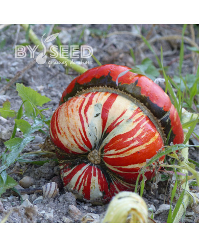 Potiron Giraumon Turban Turc