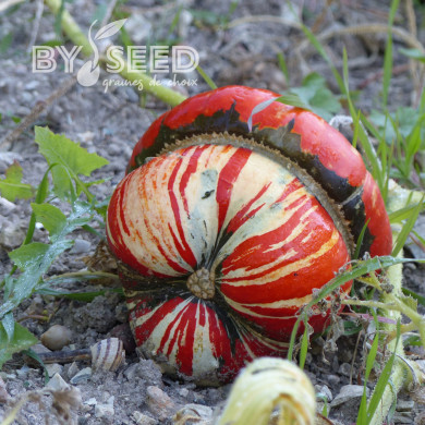 Potiron Giraumon Turban Turc