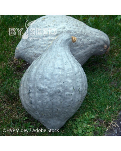 Potiron Hubbard large Blue