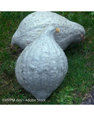 Potiron Jack'o Lantern - Courge d'Halloween