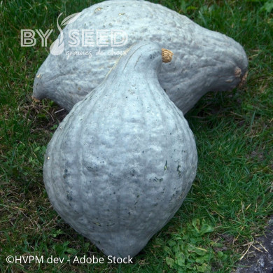 Potiron Hubbard large Blue