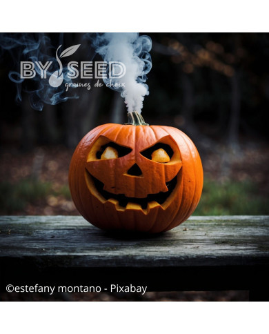 Potiron Jack'o Lantern - Courge d'Halloween