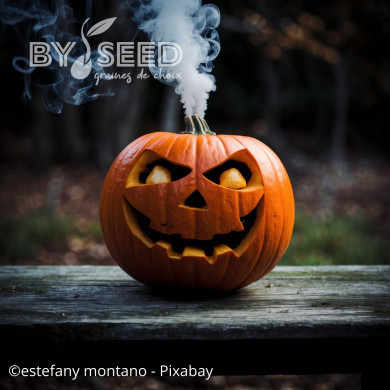 Potiron Jack'o Lantern - Courge d'Halloween