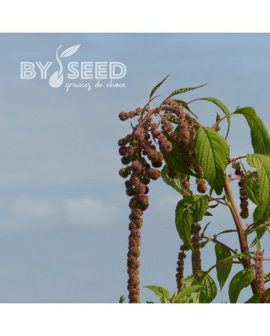 Amarante queue-de-renard Mira