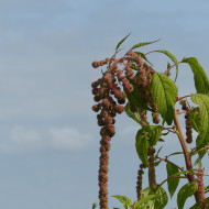 Amarante queue-de-renard Mira
