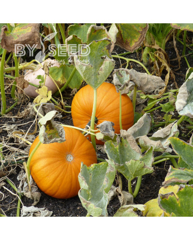 Potiron Jack'o Lantern - Courge d'Halloween