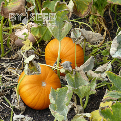 Potiron Jack'o Lantern - Courge d'Halloween