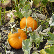 Potiron Jack'o Lantern - Courge d'Halloween