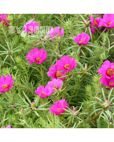 Pourpier à grandes fleurs Single Ruby