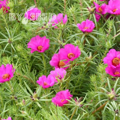 Pourpier à grandes fleurs Single Ruby