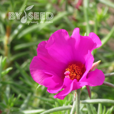 Pourpier à grandes fleurs Single Ruby