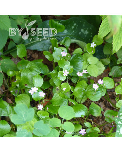 Pourpier d'Hiver - Claytone de Cuba