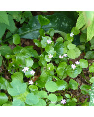 Potiron Jack'o Lantern - Courge d'Halloween
