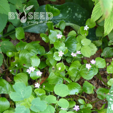 Pourpier d'Hiver - Claytone de Cuba