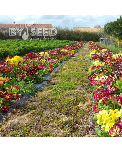 Primevère des jardins Giant Mix