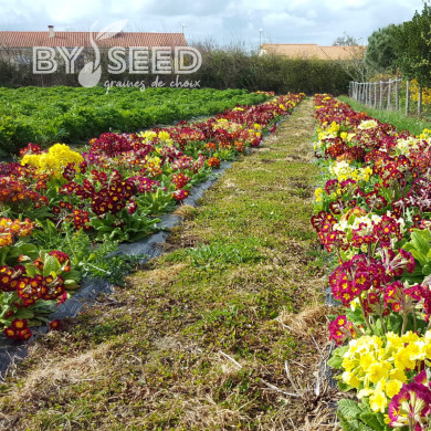 Primevère des jardins Giant Mix