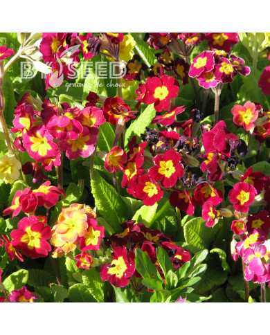 Primevère des jardins Giant Mix