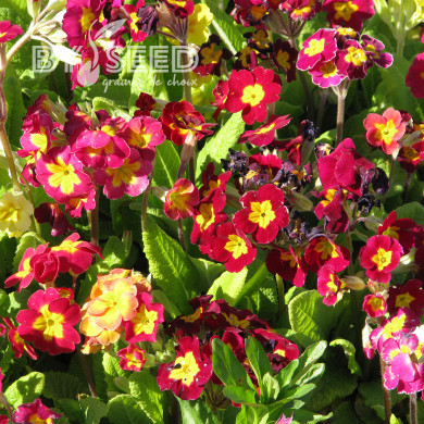 Primevère des jardins Giant Mix