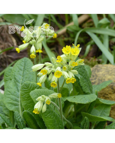 Primula veris Coucou (fleur sauvage)