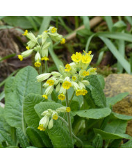 Prunella grandiflora Alba blanche
