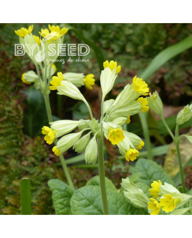 Primula veris Coucou (fleur sauvage)